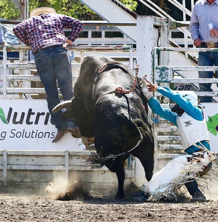 A bull does its stuff at Laton Lions Rodeo